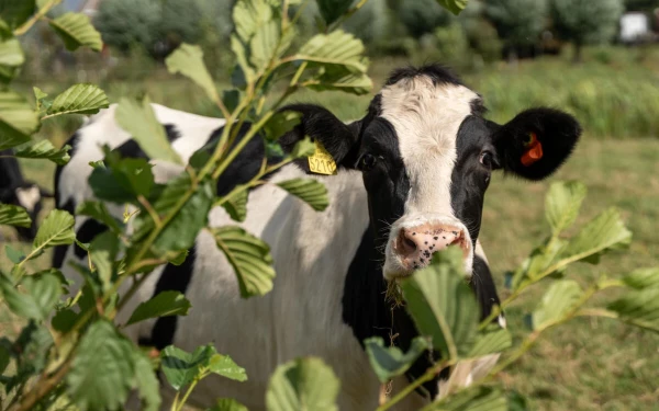 Agroforestry praktijknetwerk-sessie