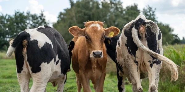 visie: welkom in het wij.land
