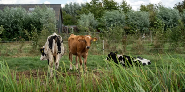 agroforestry