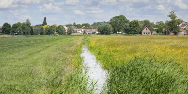 kruidenrijk grasland