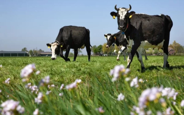 Vernatten en toch blijven boeren