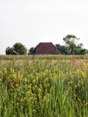 Esther Turnhout
